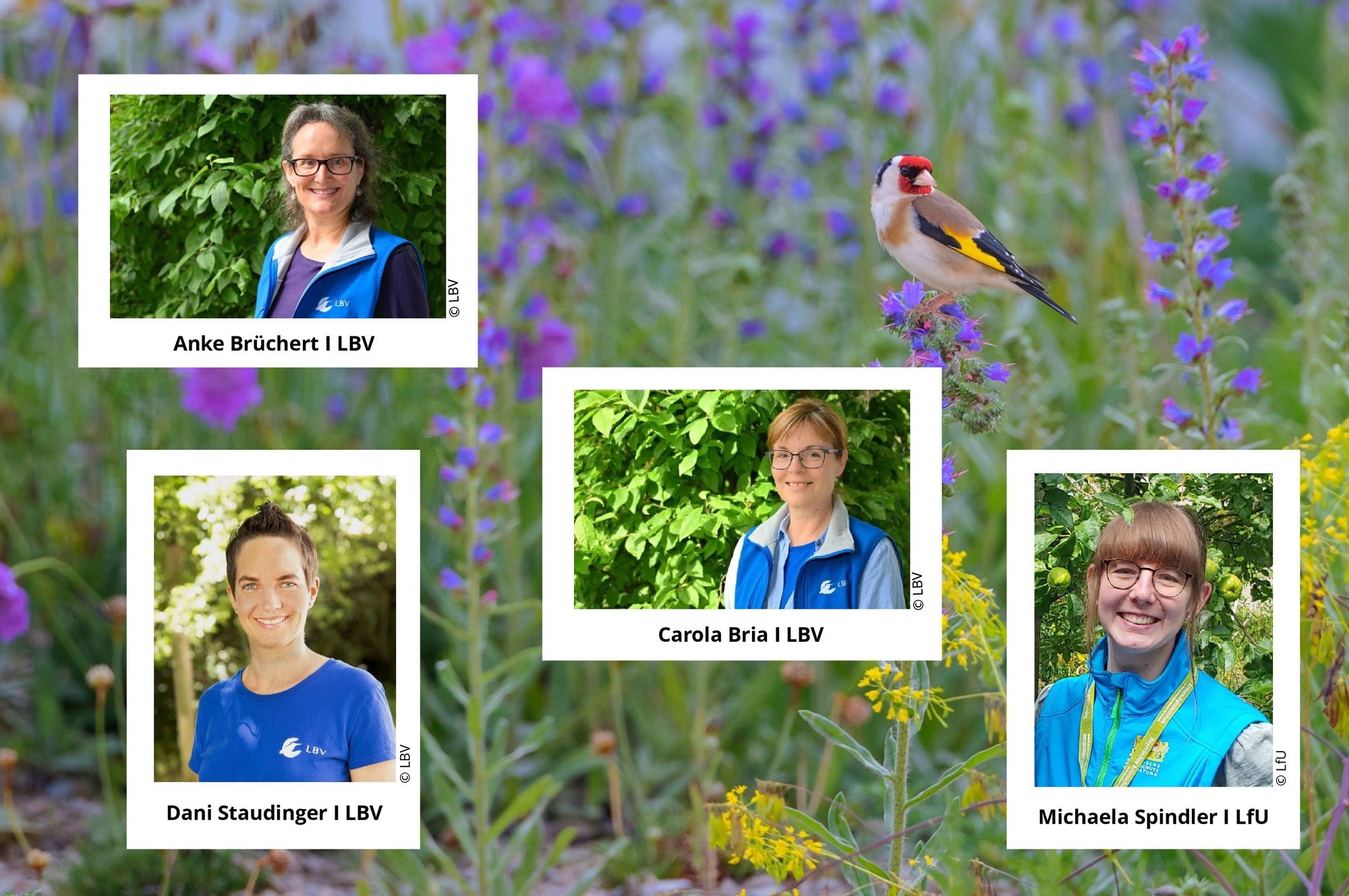 Projekt Vogelfreundlicher Garten Jetzt mitmachen! LBV
